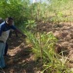 Limbe - Morne Deux Tetes soil conservation and reforestation by Nick Hobgood / http://goo.gl/jQu2n7